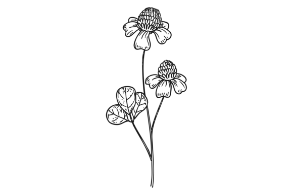 Chamomile Flower Sketch. Botanical Drawi